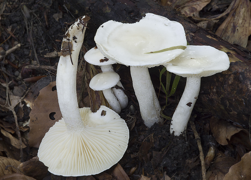 Hygrophorus discoxanthus